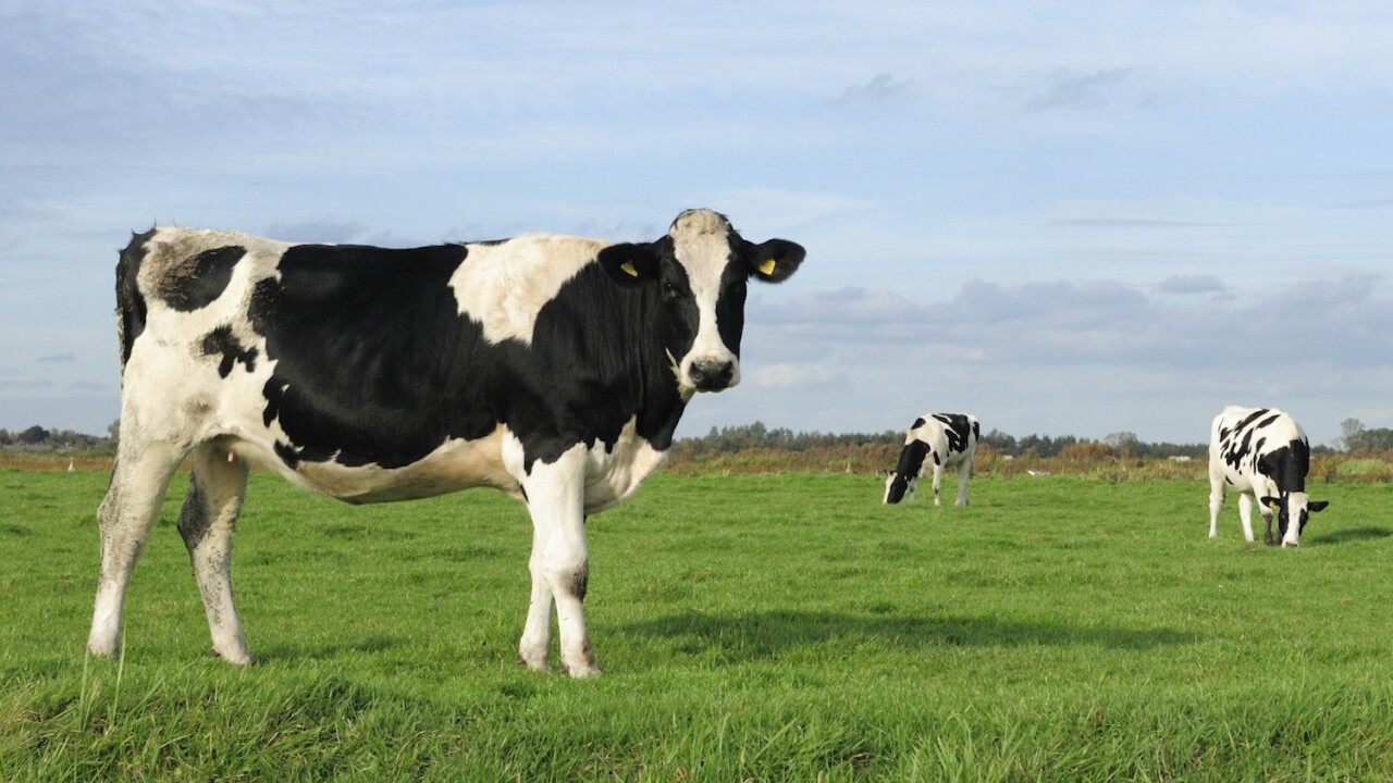 Dwolla announces hackathon in Des Moines. First prize is a cow.