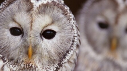 HootSuite hits 5 million users, with 1.3 billion messages sent since its 2008 launch