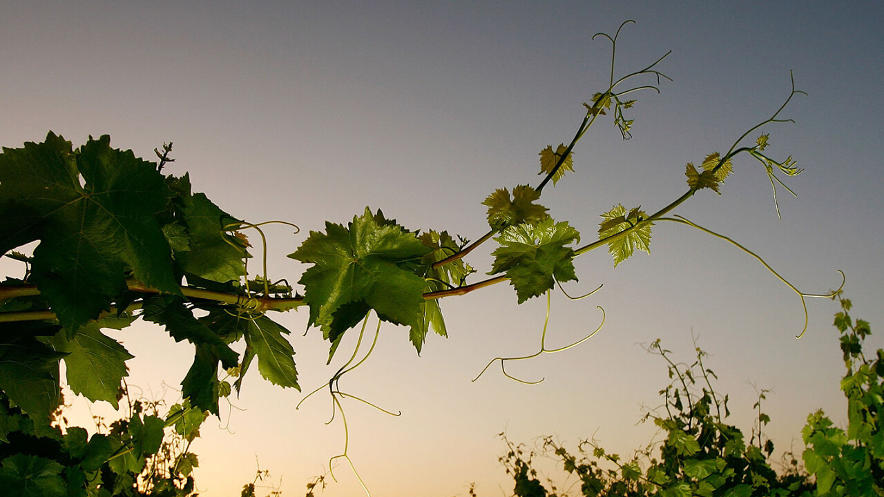 Yourvine teams up with Time Out London and ASOS in preparation for public launch