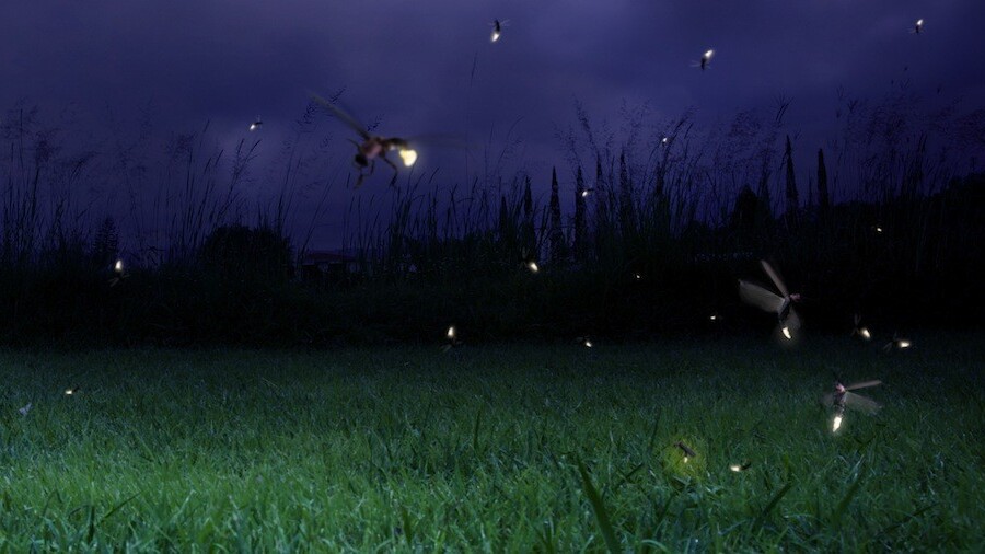 Firefly raises $20K from First Round Capital’s Dorm Room Fund