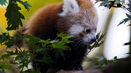 Mozilla releases Firefox OS Simulator 1.0, introduces private browsing windows in Nightly build