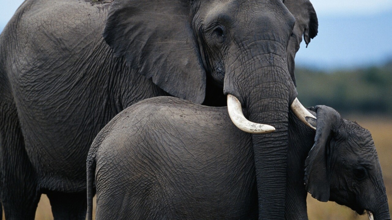 Evernote Web Clipper for Safari gets new features: Related results and business support