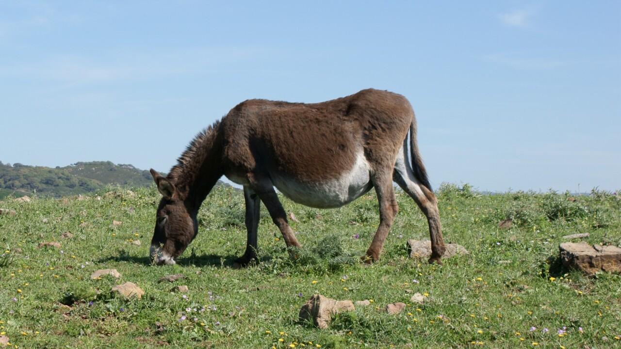 No, Google did not run over a donkey in Botswana