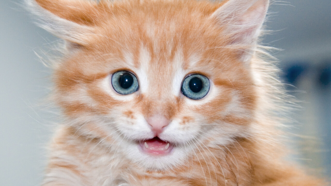 How Catmoji got 7,000 users to share 21,000 cat video and pictures in one month