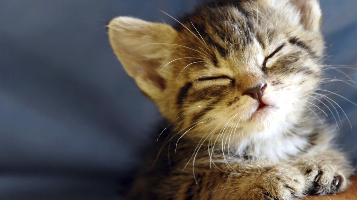 Twitter quietly releases lolcat language option for all, kthxbai