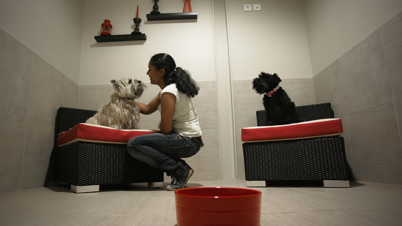 Airbnb for dogs Rover.com raises $7m led by The Foundry Group, rolls out Animoto-powered video service