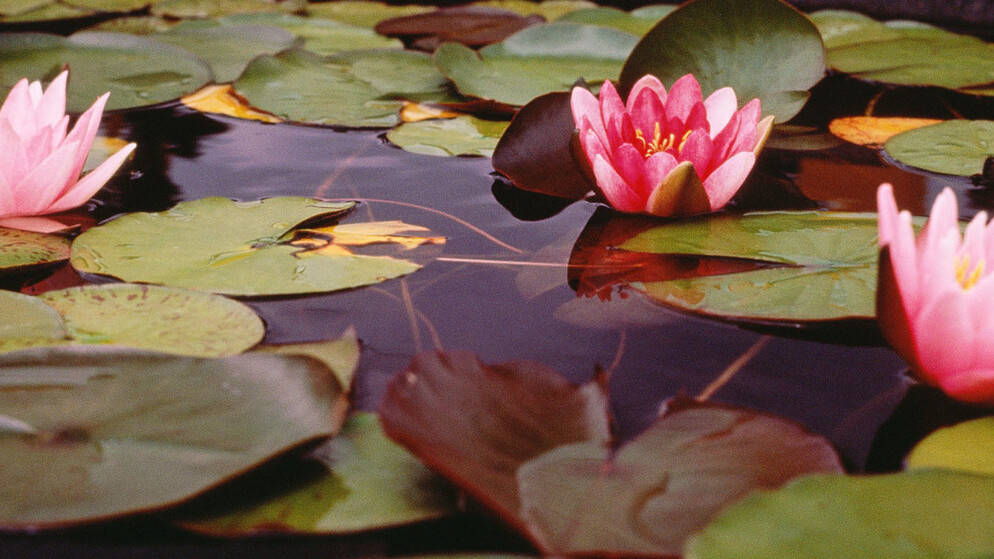 Stock media marketplace Pond5 acquires rival Pixmac to boost its international profile