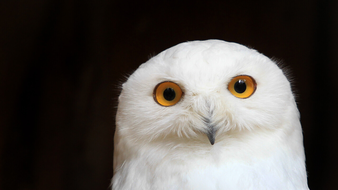 HootSuite refreshes its Hootlet Chrome extension to help you share things from the Web