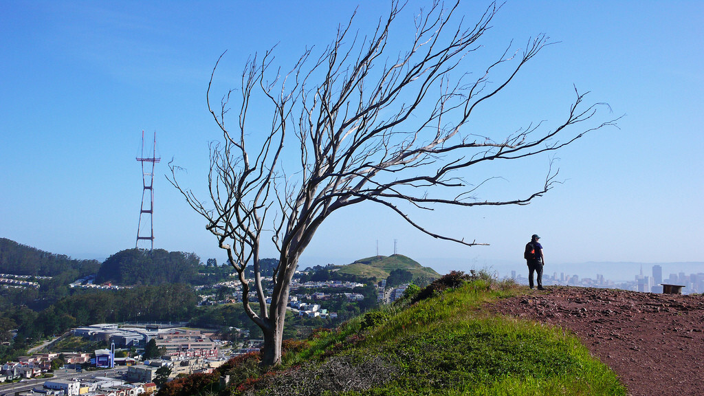 Following the loss of #thatsftree, San Francisco Instagrammers pay their respects in photos