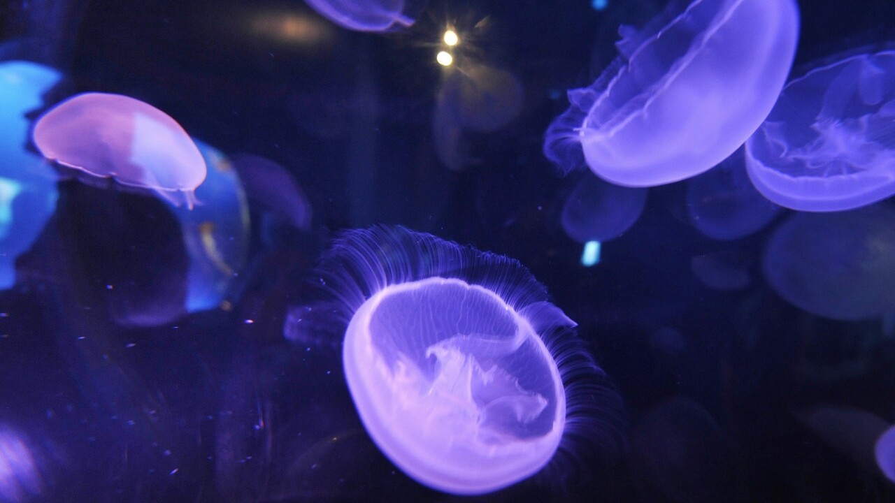 Twitter co-founder Biz Stone’s Jelly is a free, mobile-first product modeled after a jellyfish brain