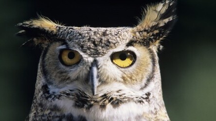 HootSuite adds support for App.net, includes post creation, stream, mentions, search, re-post, reply, and star