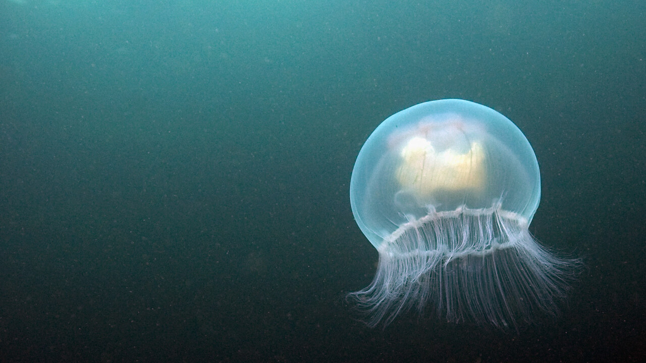 Biz Stone’s Jelly nabs Series A funding from Spark Capital, SV Angel, Al Gore, Jack Dorsey, others