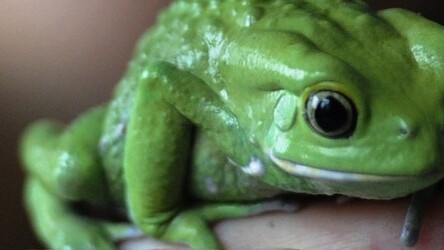 Edtech startup Treehouse turns to gamification to help fuel growth as it passes 35K users