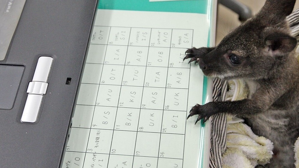 Wallaby 2.0 for iOS adds Foursquare integration to its roster of credit card talents