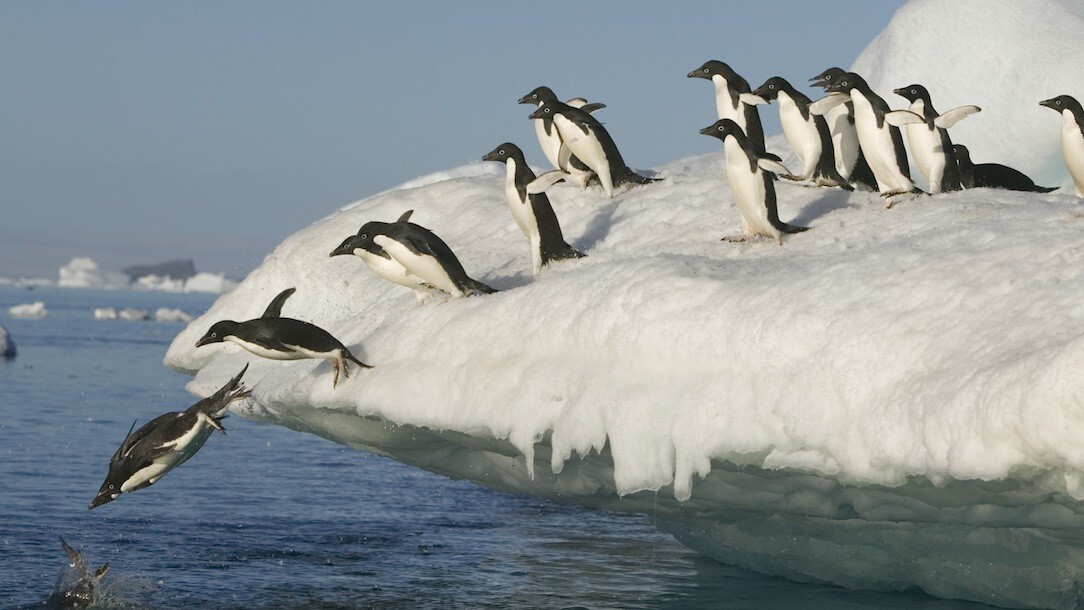 Google’s Penguin is flapping again – but what about the much-feared guest post penalty?