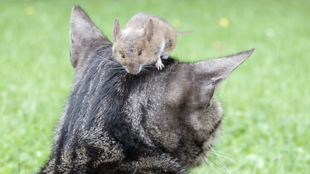 Social website creation platform RebelMouse gets $10.25 million in Series A funding