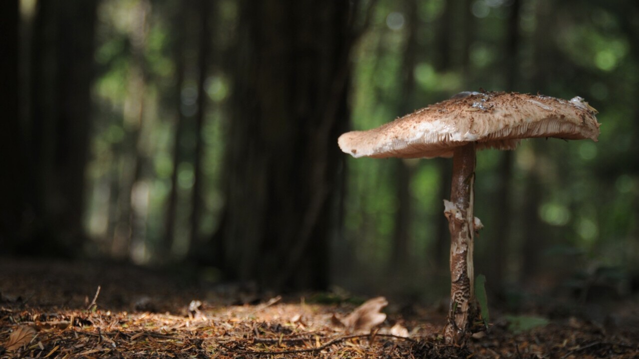 Awkward startup advice: Circle co-founder recommends shrooms for a reality check