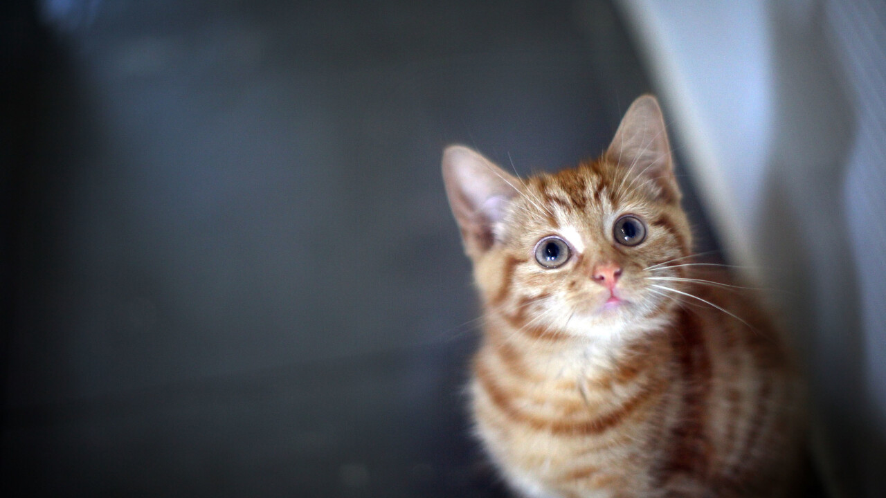 I can haz kittens? Uber and Cheezburger will deliver you 15 minutes of cat playtime for $20