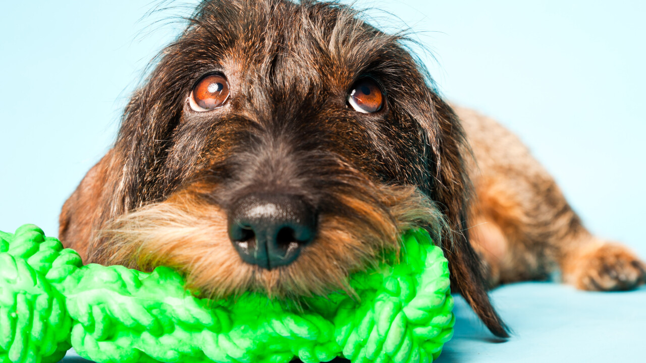 Pet project: How order management startup Lettuce got its start as a fictional dog toy company