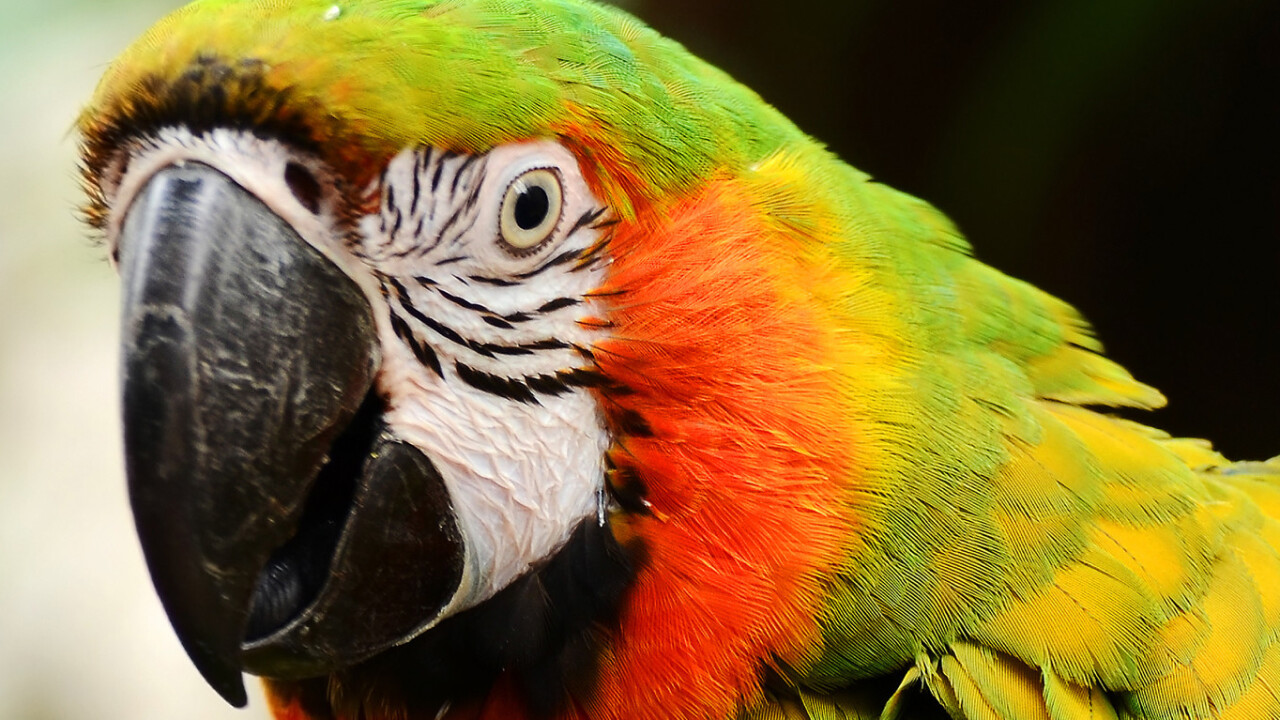 Macaw, the Web design tool for programmers, hits Kickstarter. Here’s an overview of why it’s different