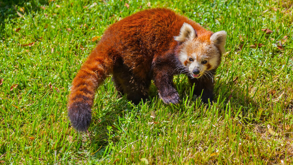 Mozilla unveils Firefox OS App Manager, a developer tool coming in Firefox 26 for building and debugging apps