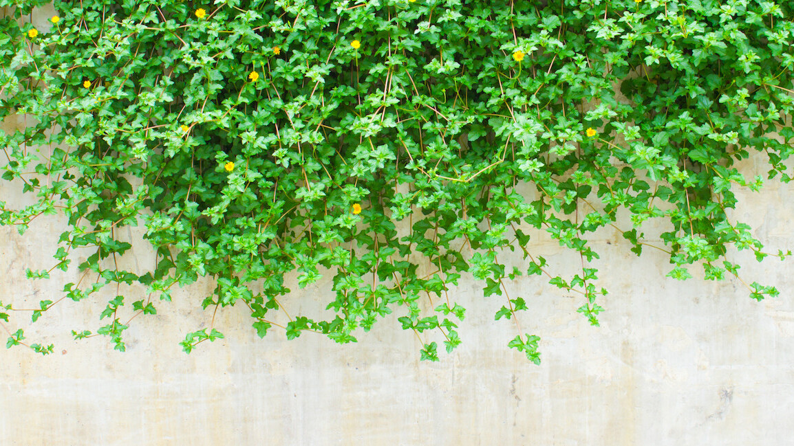 Vine translates its iOS and Android apps into 19 new languages