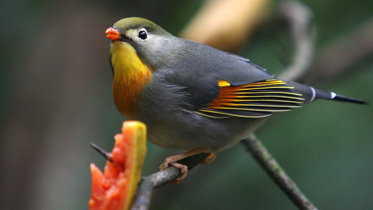 Airbnb has built birdhouses (yes, birdhouses) based on 50 of the properties listed on its site