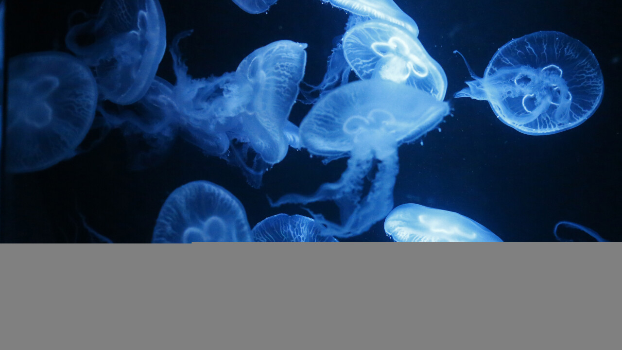 Biz Stone launches Jelly, a service for crowdsourcing answers from your social networks
