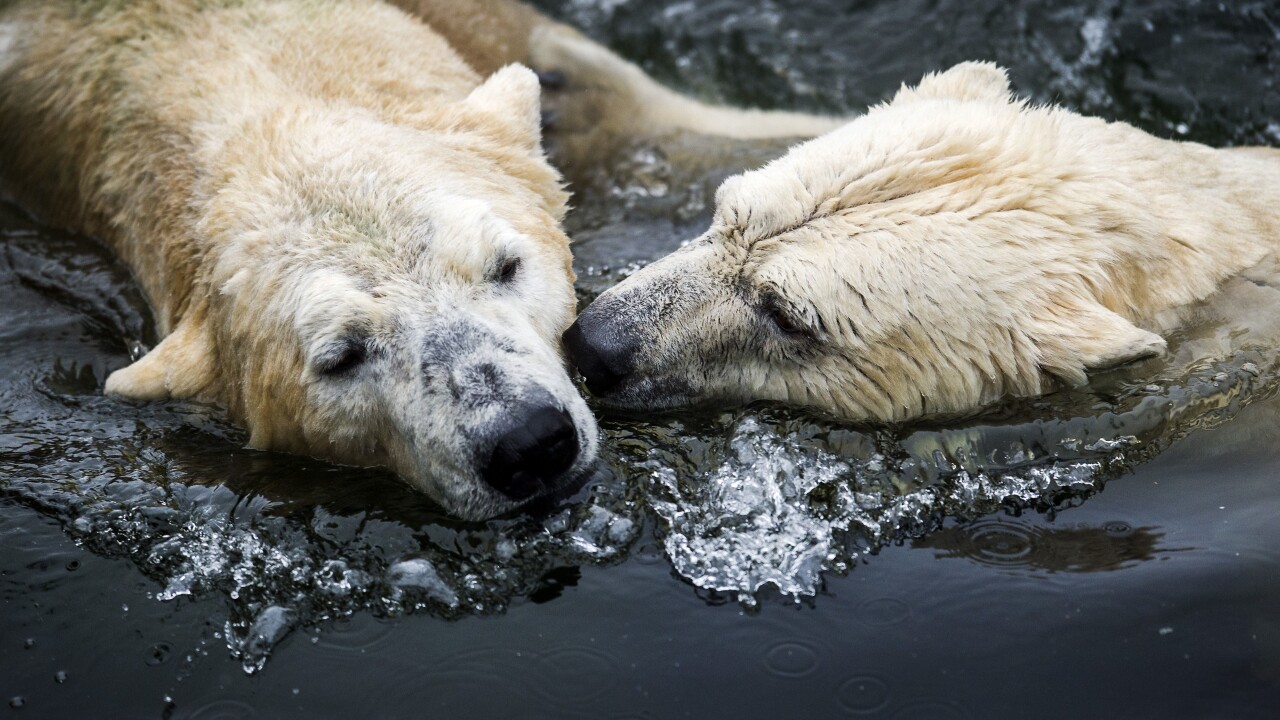 Google releases 360-degree Street View photos for the ‘polar bear capital of the world’