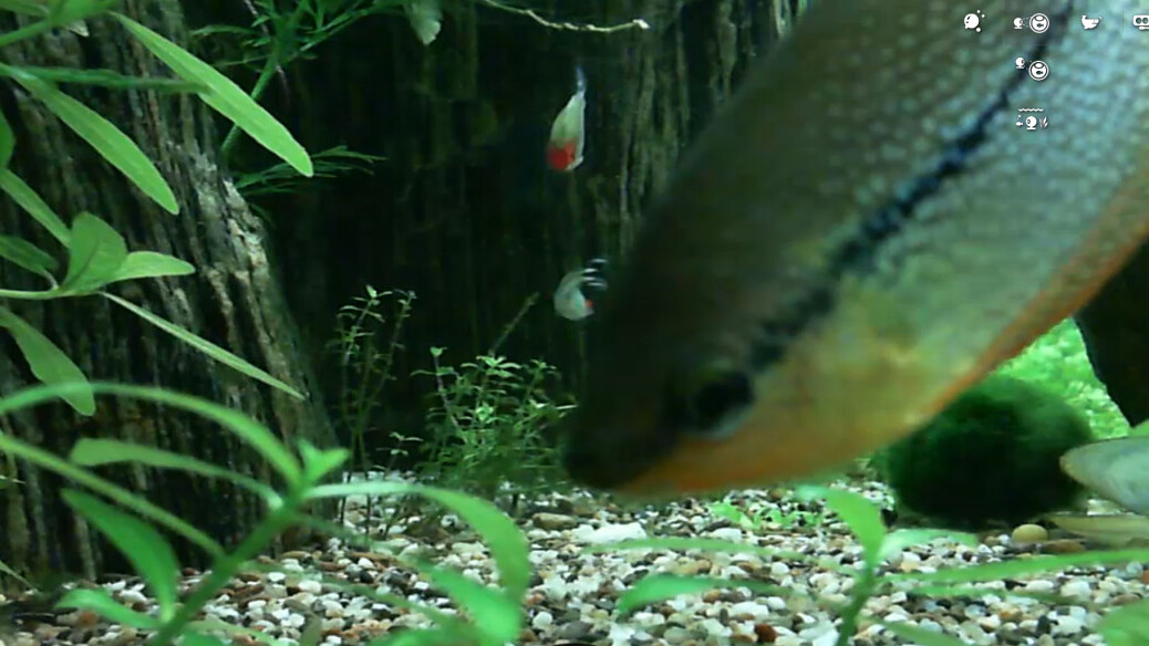 Bored at your desk? Kill a few minutes by feeding some real fish via this Web app