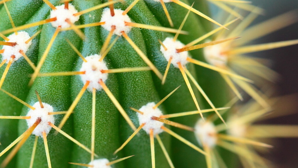 Sofa’s co-founder and former art director relaunch their static site generator as Cactus for Mac
