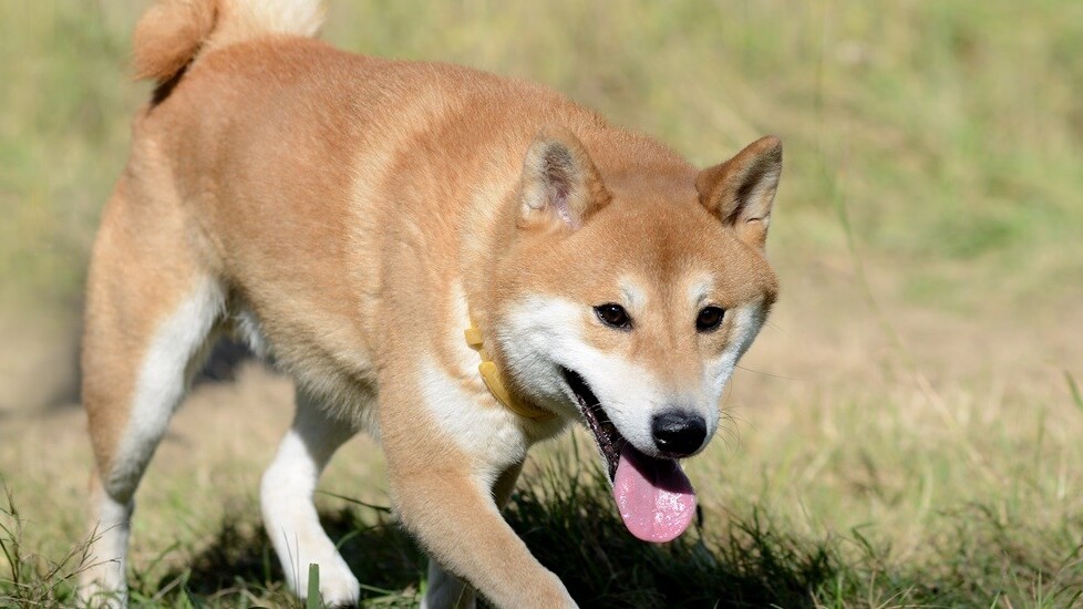 Such wow: MyDoge is a Dogecoin wallet app for iOS (but it doesn’t do transactions)