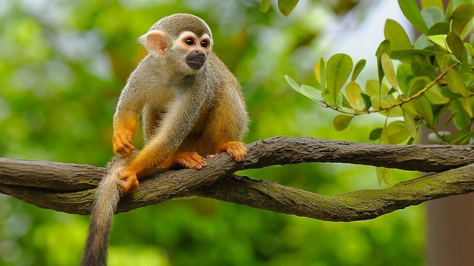 SurveyMonkey’s new app lets you create surveys and monitor results on the move