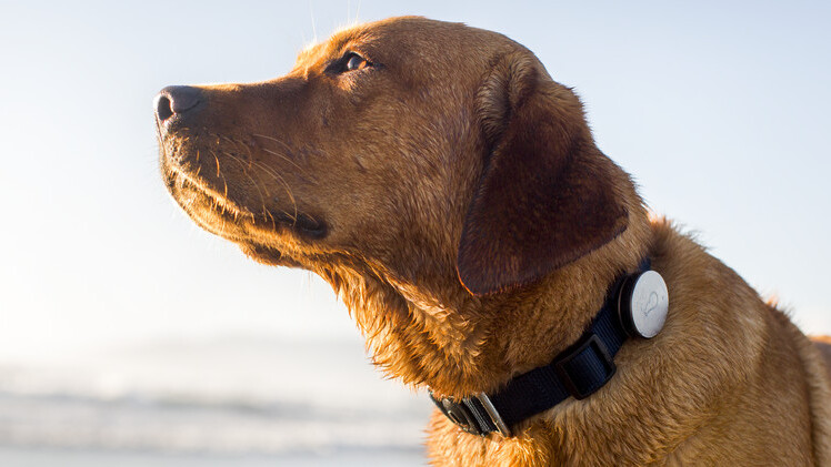 Whistle adds Android support to its wearable activity tracker for dogs