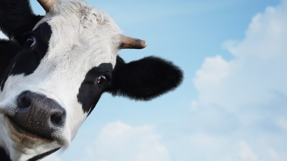 Wearable tech for tracking when cows are ‘in heat’? Sure, why not?