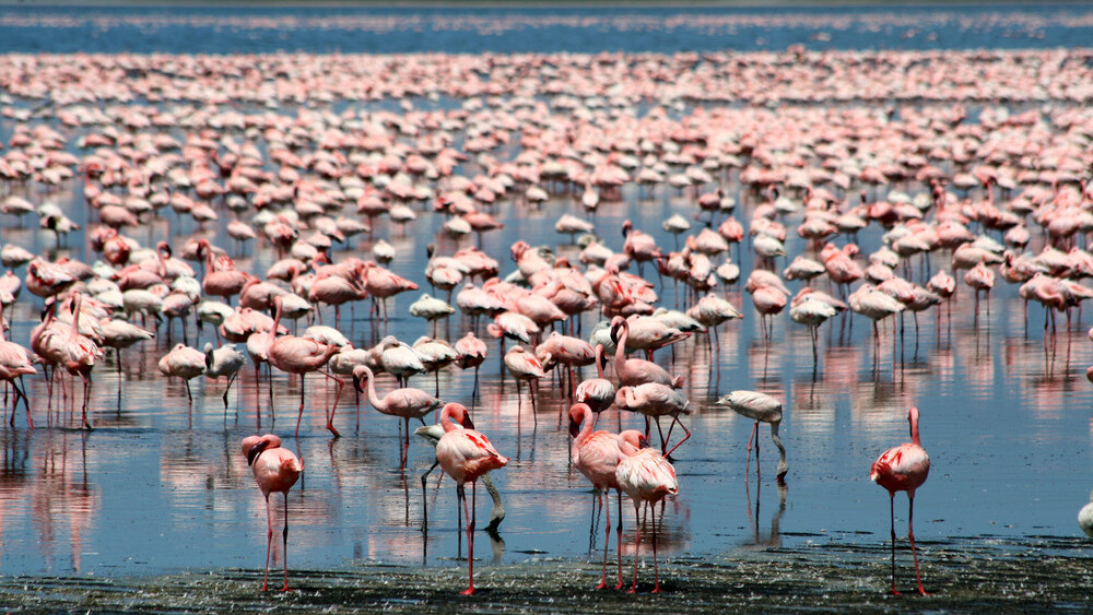 Review: Flamingo for Mac is a better way to use Google Hangouts