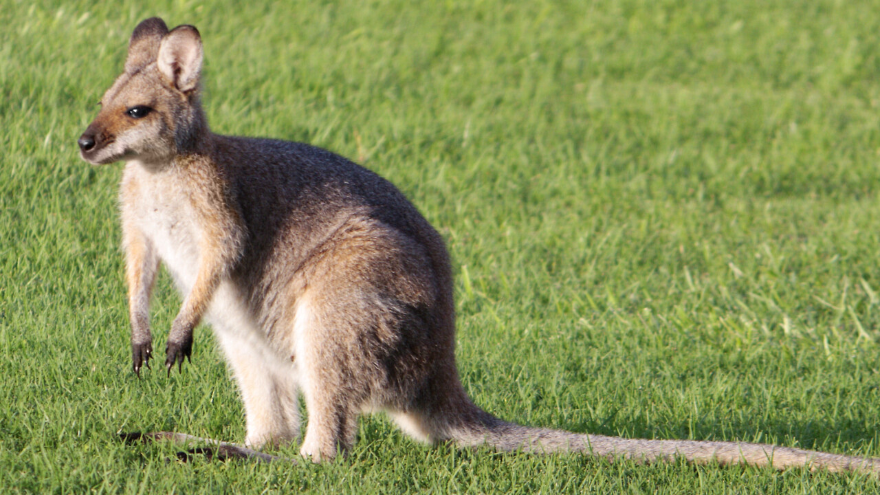 Wallaby’s new Chrome extension recommends which credit card to use when buying online