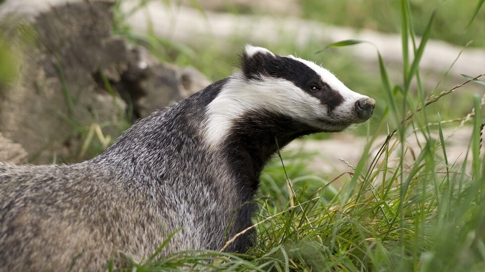 EFF’s new Privacy Badger Chrome extension helps prevent online tracking