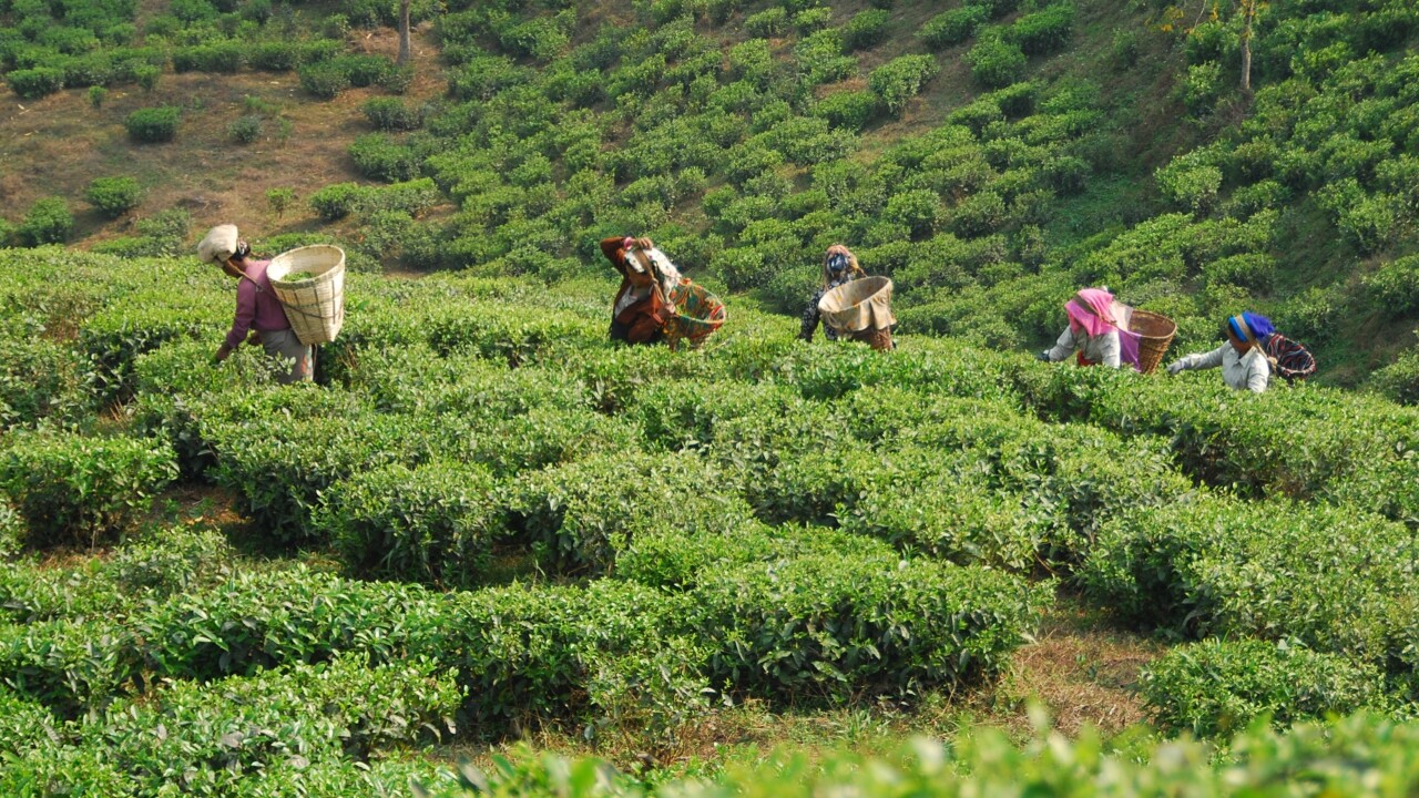 Teabox: A fresh tea subscription service, direct from the plantation