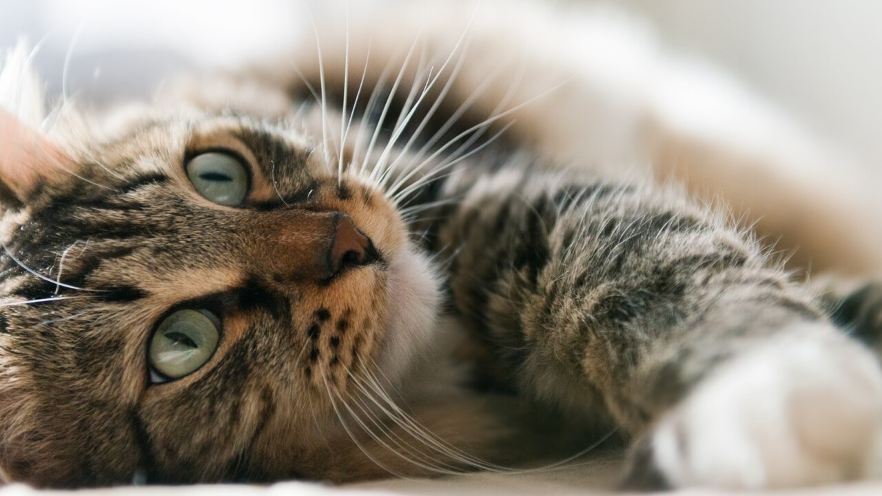 How cat photos can reveal privacy issues with what you share online