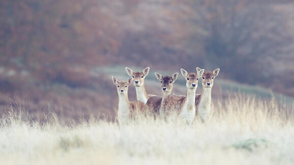 500px debuts new discussion groups on its portfolio site