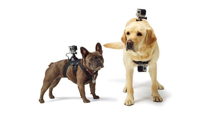 GoPro’s Fetch harness lets you capture the world from a dog’s point of view