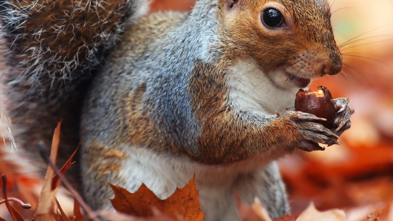 Acorns for Android helps you get rich by investing all your spare change