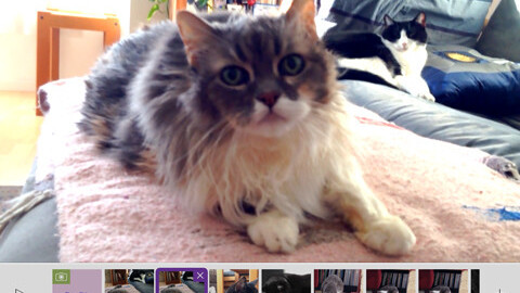 Celebrate National Cat Day with a video on Adobe’s Purrrmiere Clip Catmunity Feed