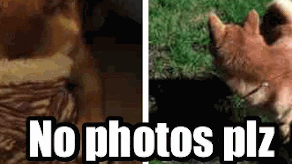 You can haz updated Cheezburger iOS app to remix your photos