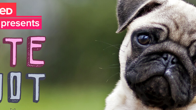Buzzfeed launches its first experimental app which naturally is about cute animals