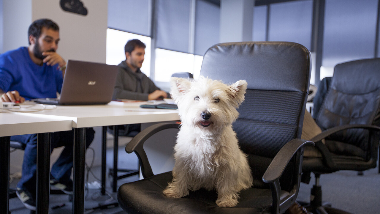 10 adorable startup pets that make the office feel like home