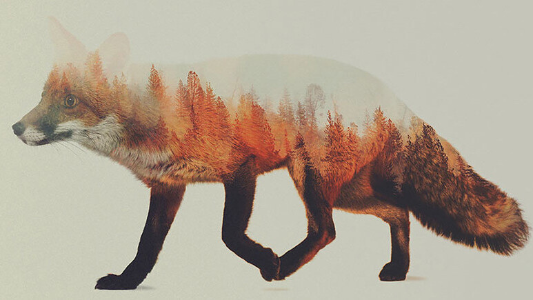 Norwegian artist blends spectacular animal portraits with their natural landscapes