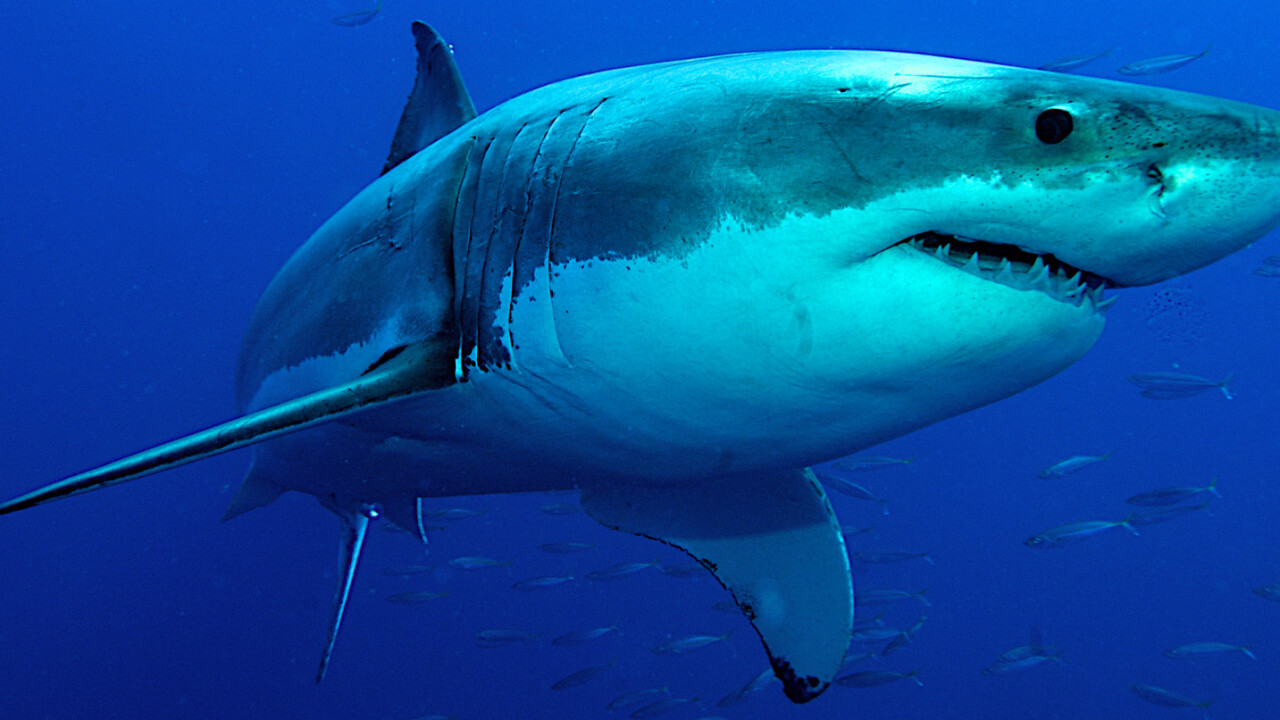Can’t wait for Shark Week? Get your fix by following the shark that’s taking over Twitter