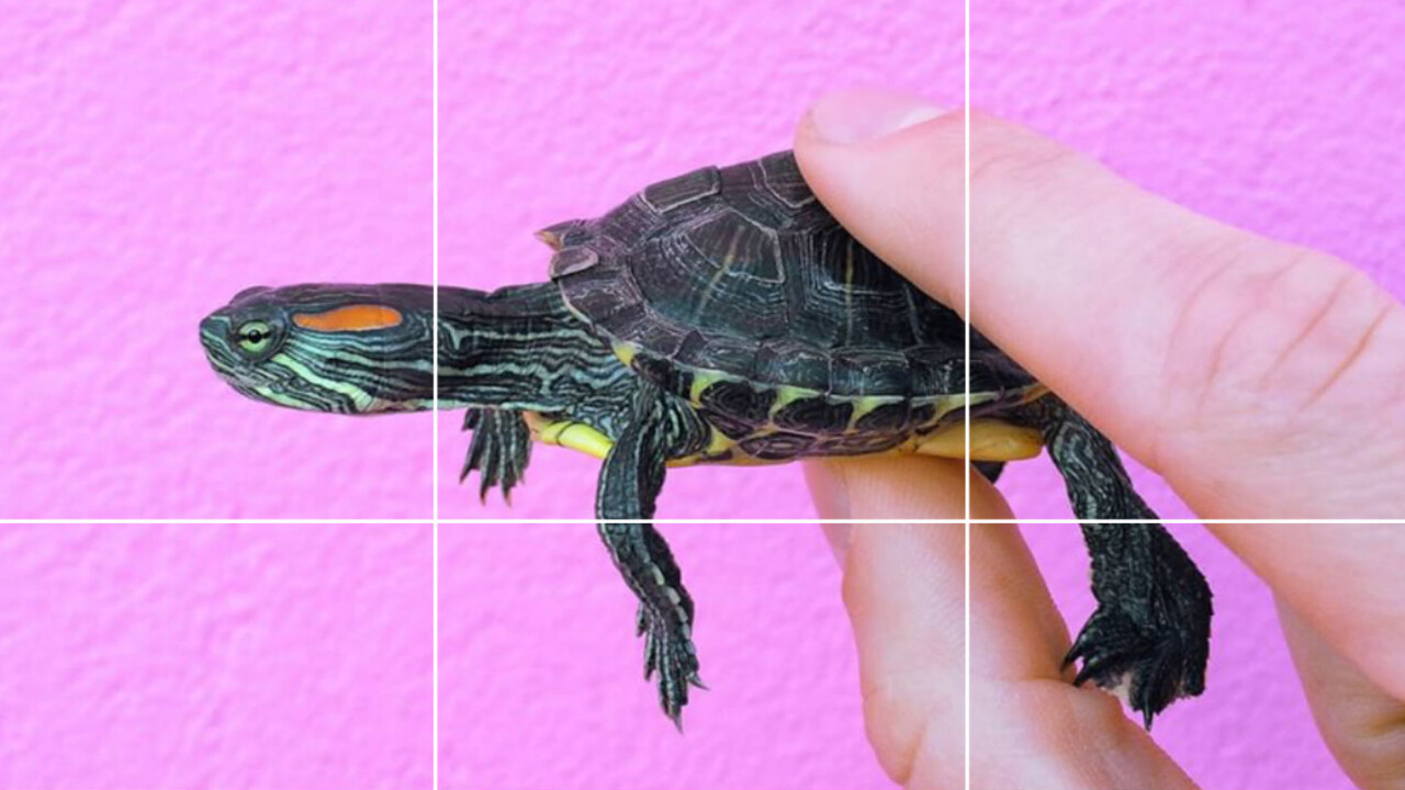 #TurtleTuesday on Instagram is your new weekly cute fix